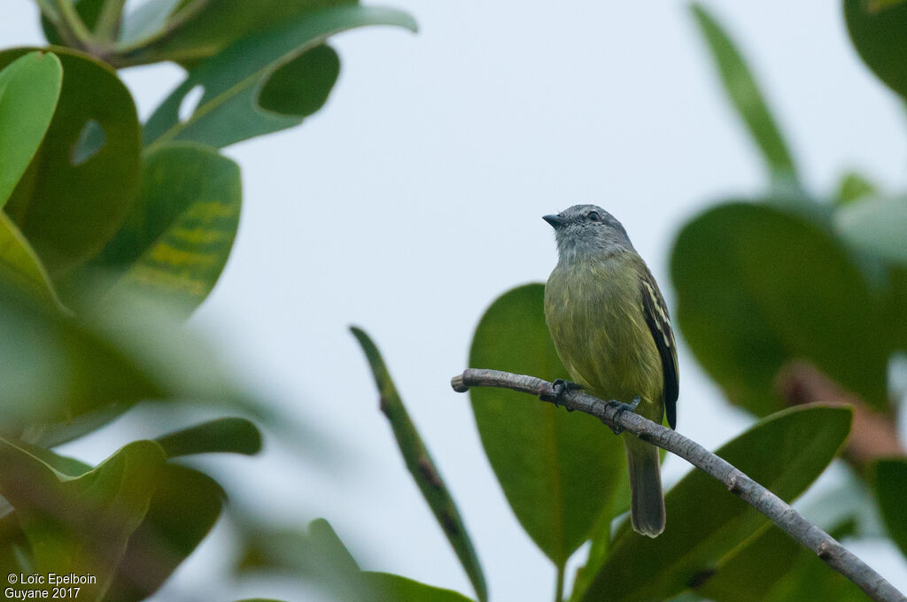 Yellow-crowned Tyrannulet