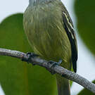 Tyranneau roitelet
