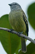 Yellow-crowned Tyrannulet