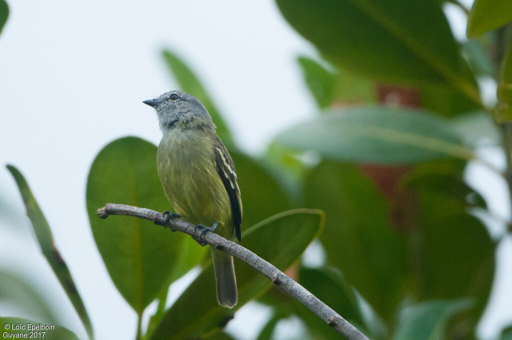 Yellow-crowned Tyrannulet