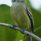 Tyranneau roitelet