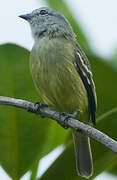 Yellow-crowned Tyrannulet