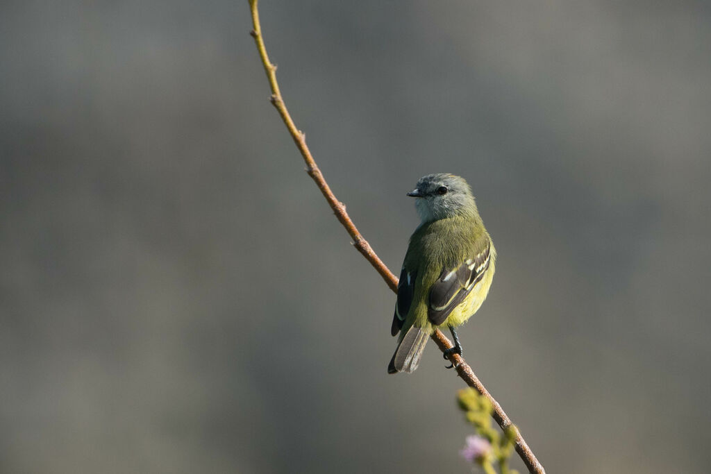 Yellow-crowned Tyrannulet