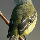 Tyranneau roitelet