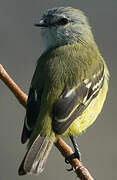 Yellow-crowned Tyrannulet