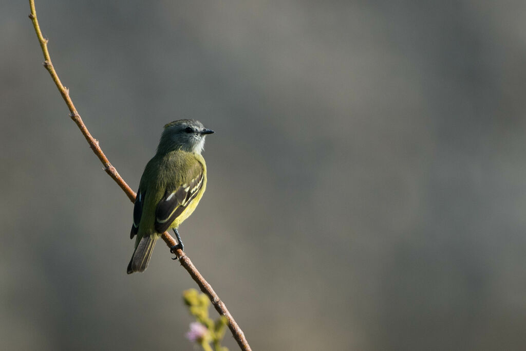 Yellow-crowned Tyrannulet