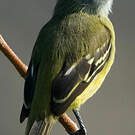 Tyranneau roitelet