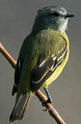 Yellow-crowned Tyrannulet