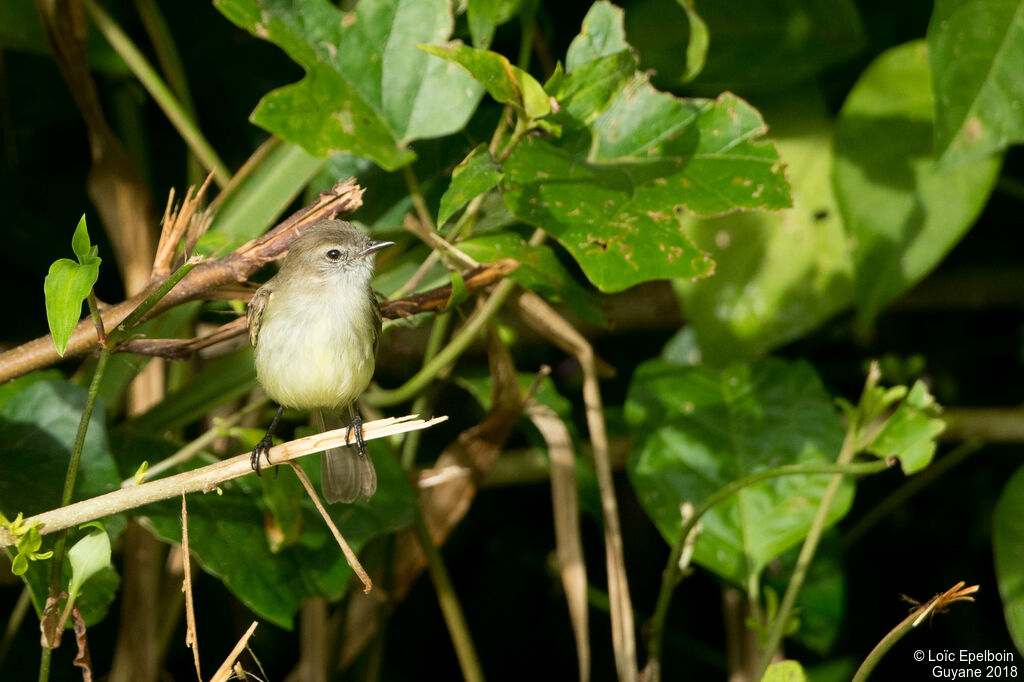 Southern Mouse-colored Tyrannulet