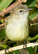 Southern Mouse-colored Tyrannulet