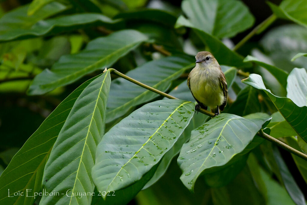 Mouse-colored Tyrannulet