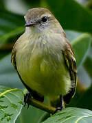 Southern Mouse-colored Tyrannulet