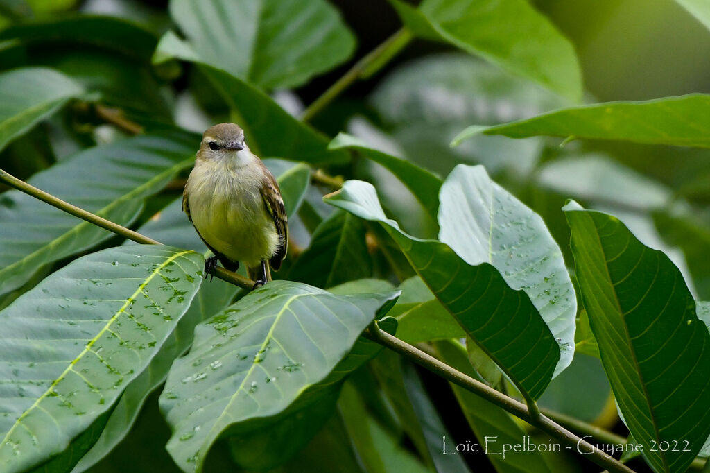 Mouse-colored Tyrannulet