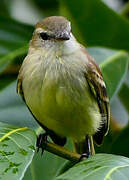 Southern Mouse-colored Tyrannulet