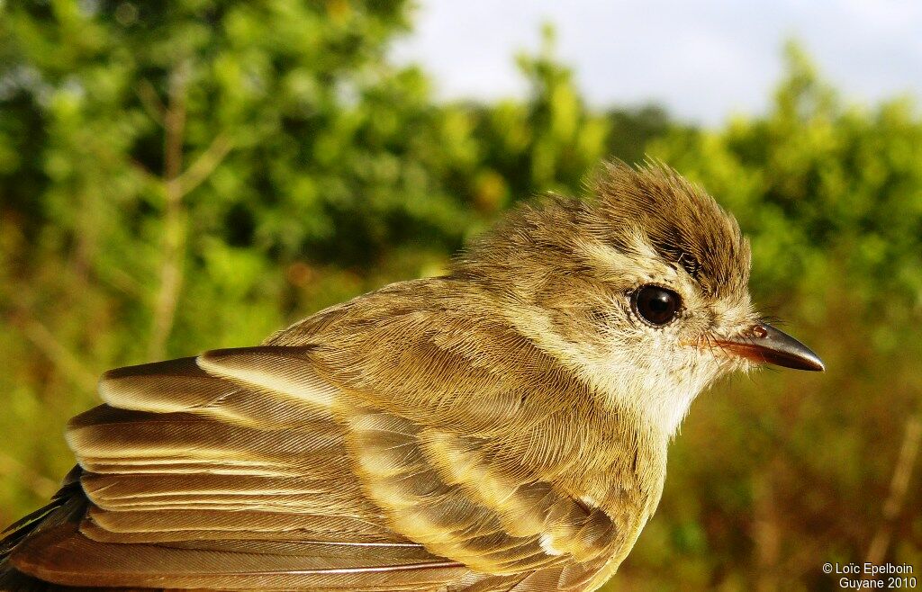 Southern Mouse-colored Tyrannulet