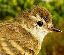 Southern Mouse-colored Tyrannulet