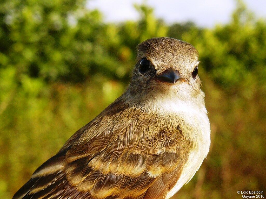 Mouse-colored Tyrannulet