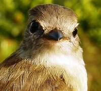 Mouse-colored Tyrannulet