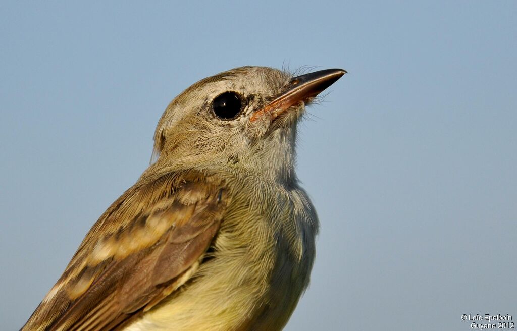 Mouse-colored Tyrannulet