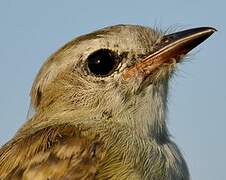 Mouse-colored Tyrannulet