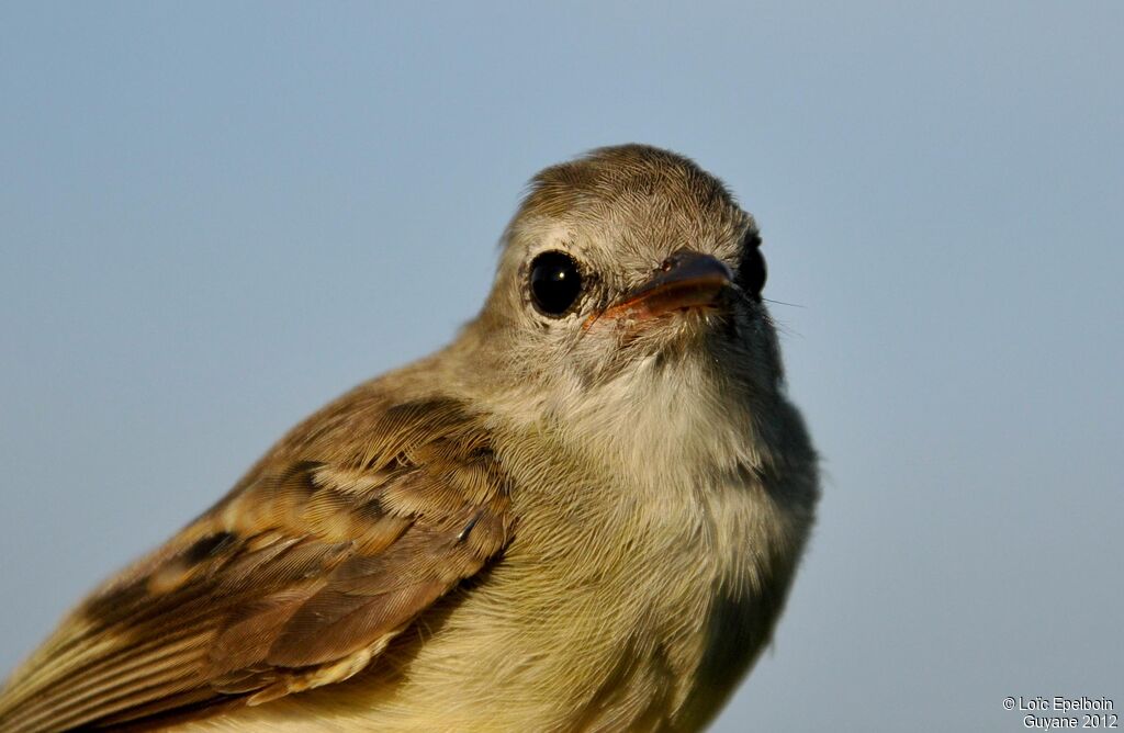 Mouse-colored Tyrannulet