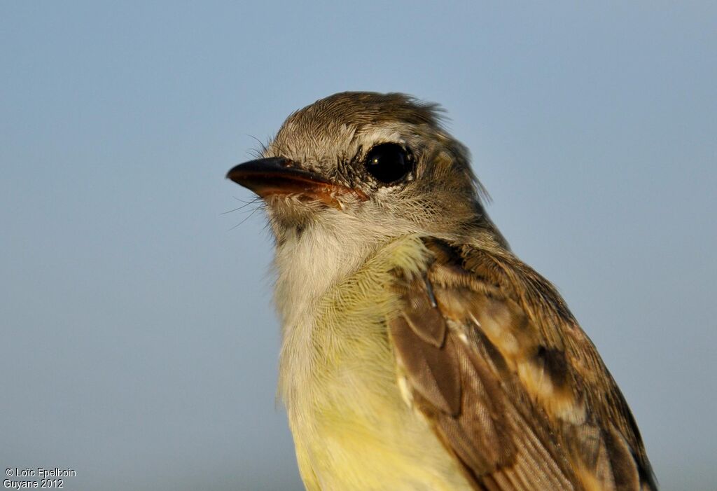 Mouse-colored Tyrannulet