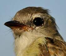 Southern Mouse-colored Tyrannulet