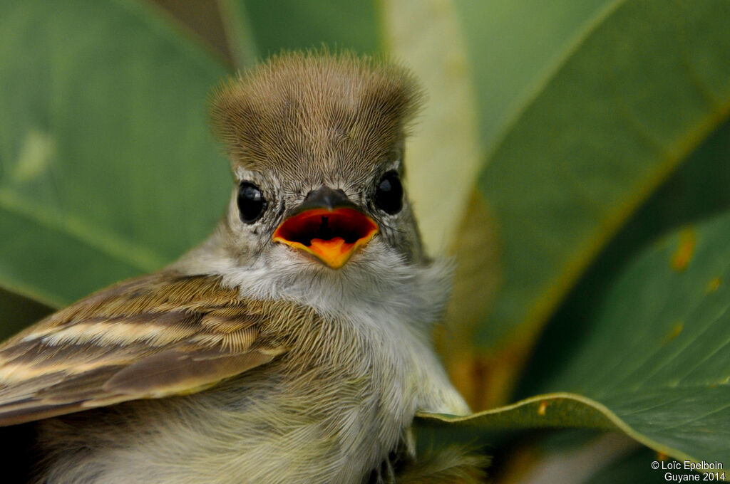 Southern Mouse-colored Tyrannulet