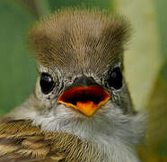 Mouse-colored Tyrannulet