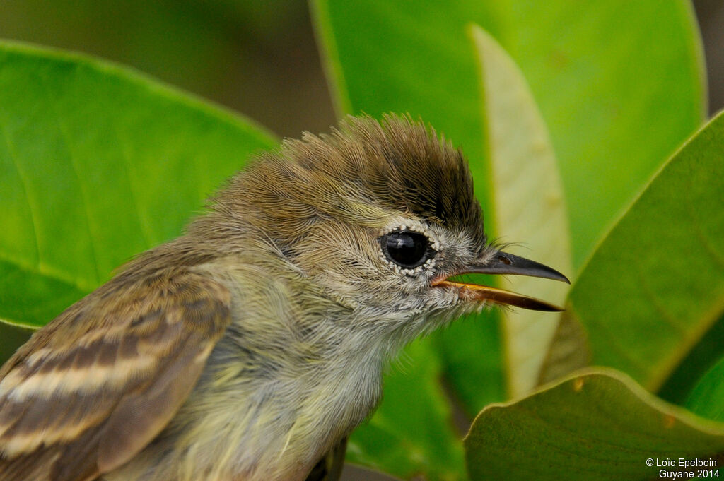 Southern Mouse-colored Tyrannulet