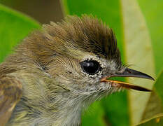 Mouse-colored Tyrannulet