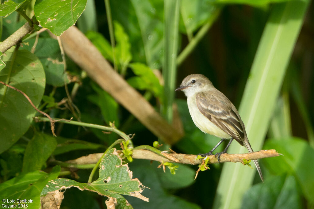 Mouse-colored Tyrannulet