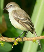 Mouse-colored Tyrannulet