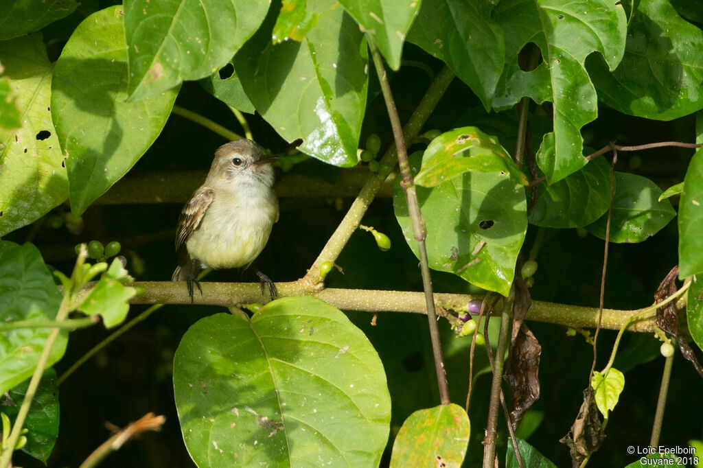 Mouse-colored Tyrannulet