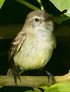 Mouse-colored Tyrannulet