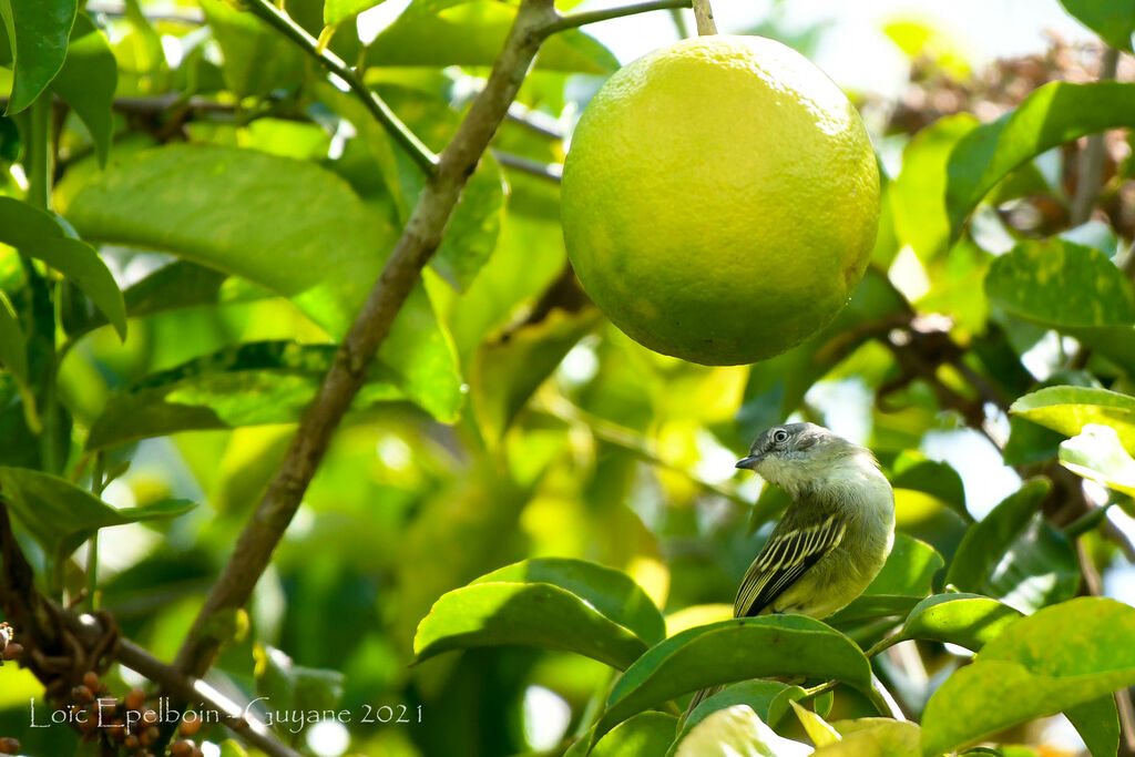 Guianan Tyrannulet