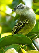 Guianan Tyrannulet