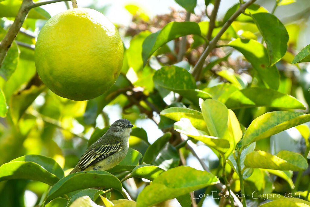 Guianan Tyrannulet