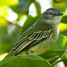 Tyranneau vif