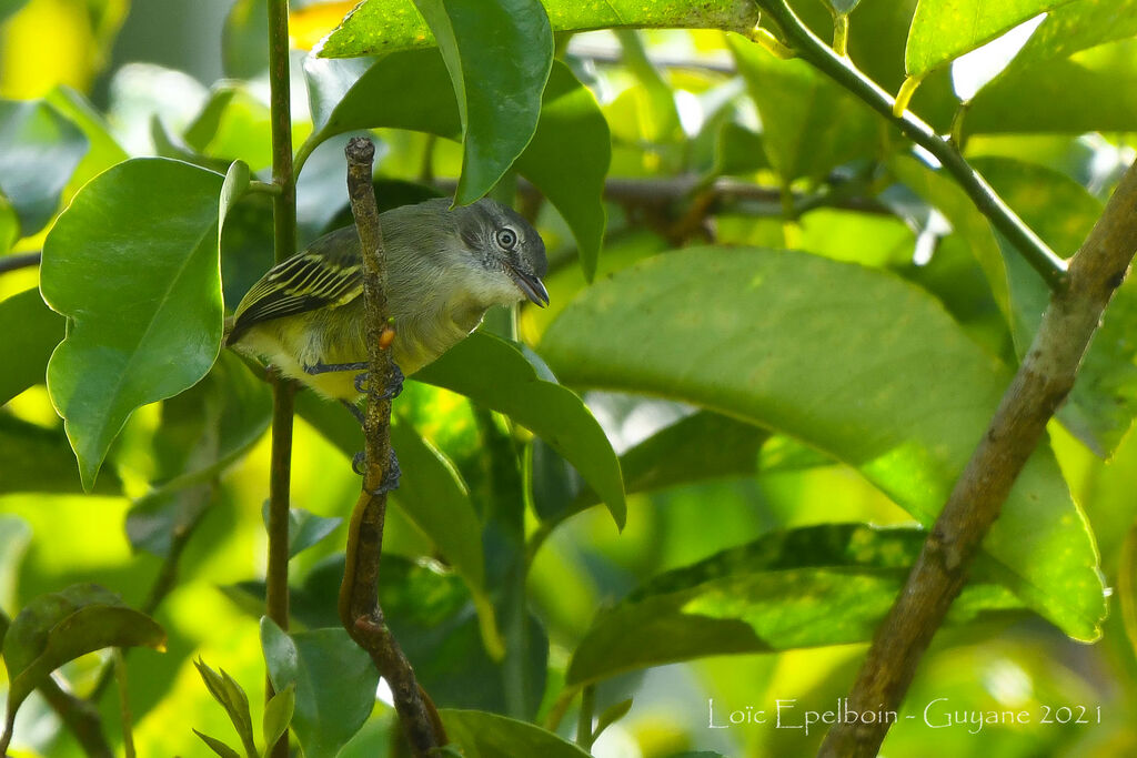 Guianan Tyrannulet