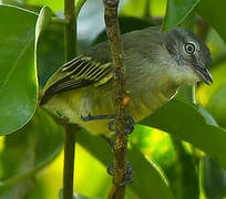 Guianan Tyrannulet