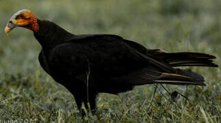 Lesser Yellow-headed Vulture