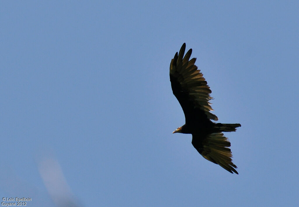 Lesser Yellow-headed Vulture