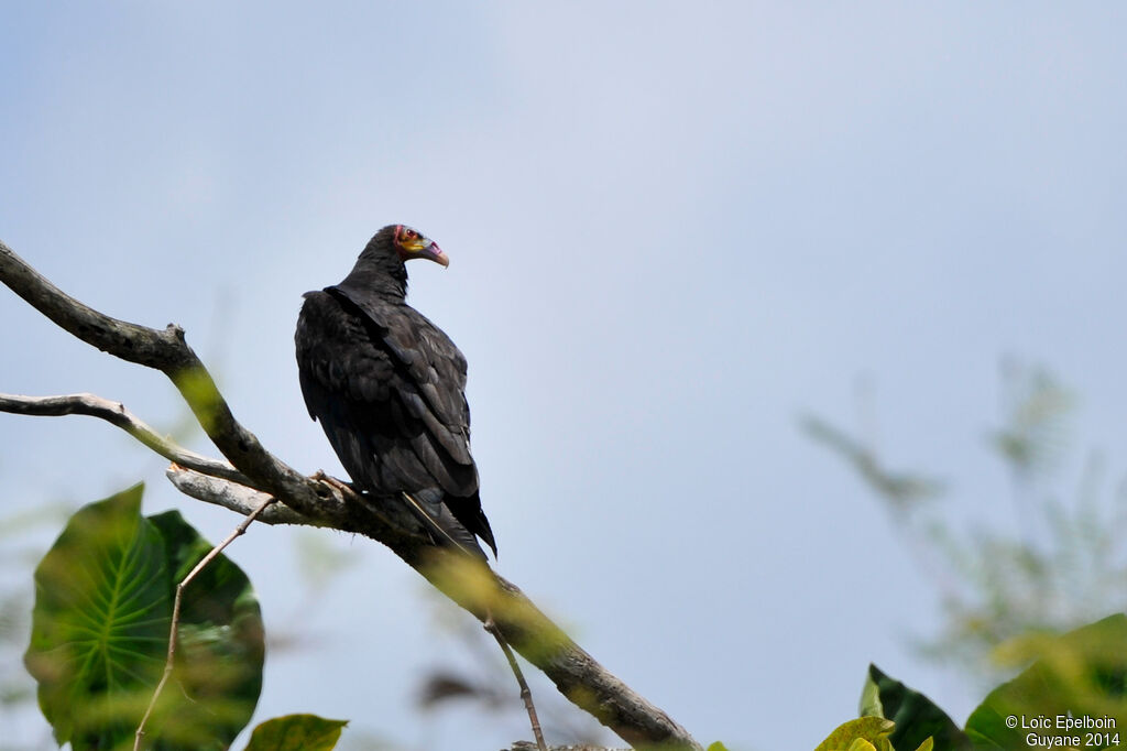 Lesser Yellow-headed Vulture