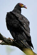 Lesser Yellow-headed Vulture