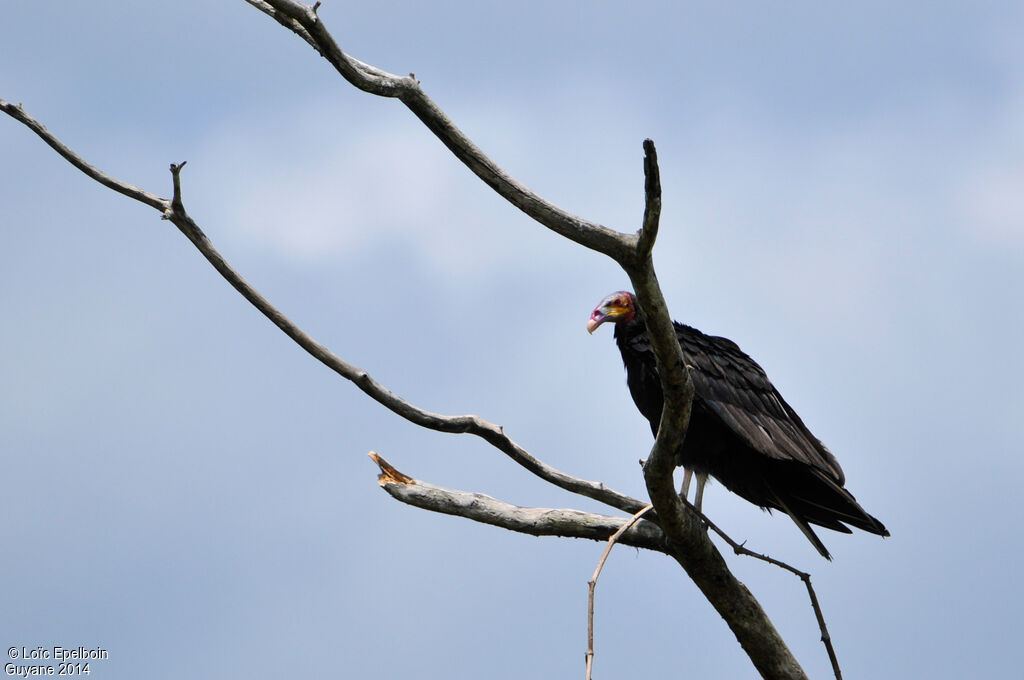 Lesser Yellow-headed Vulture