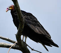 Lesser Yellow-headed Vulture