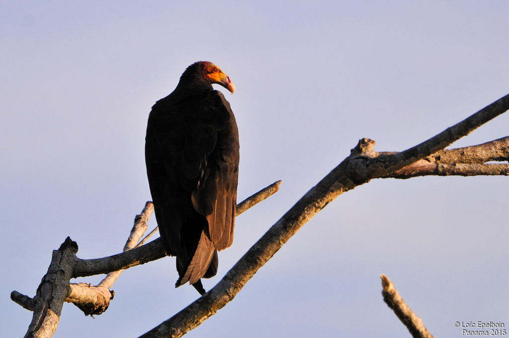 Lesser Yellow-headed Vulture