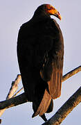 Lesser Yellow-headed Vulture