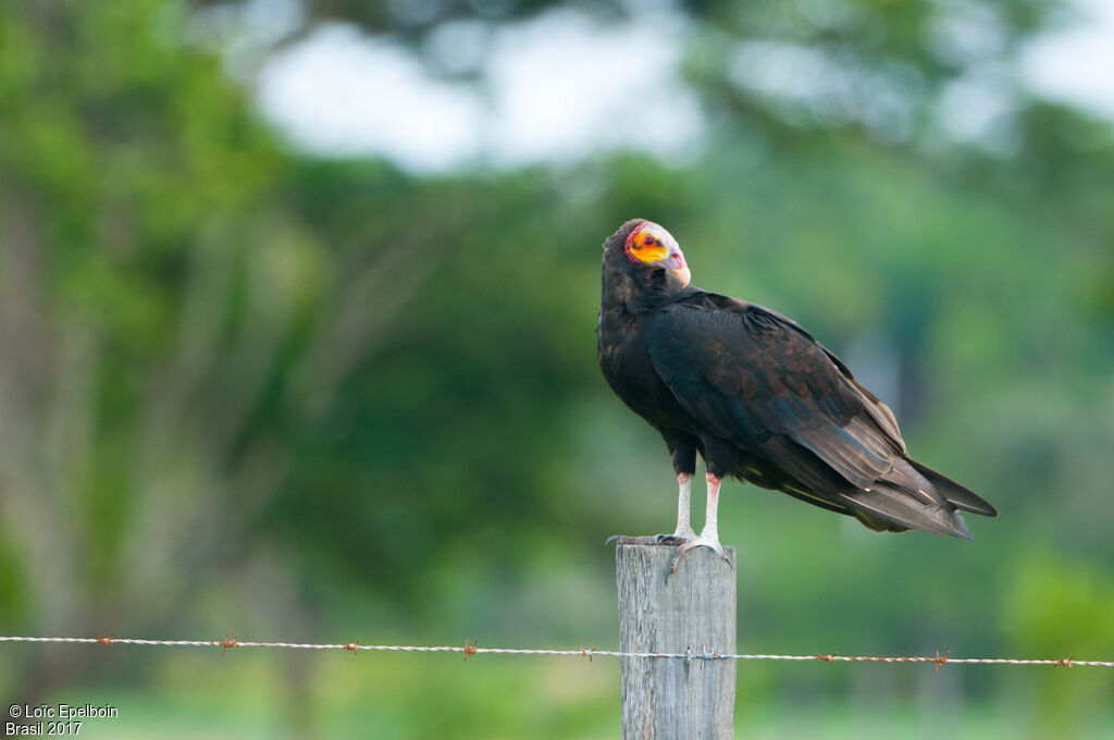 Lesser Yellow-headed Vulture